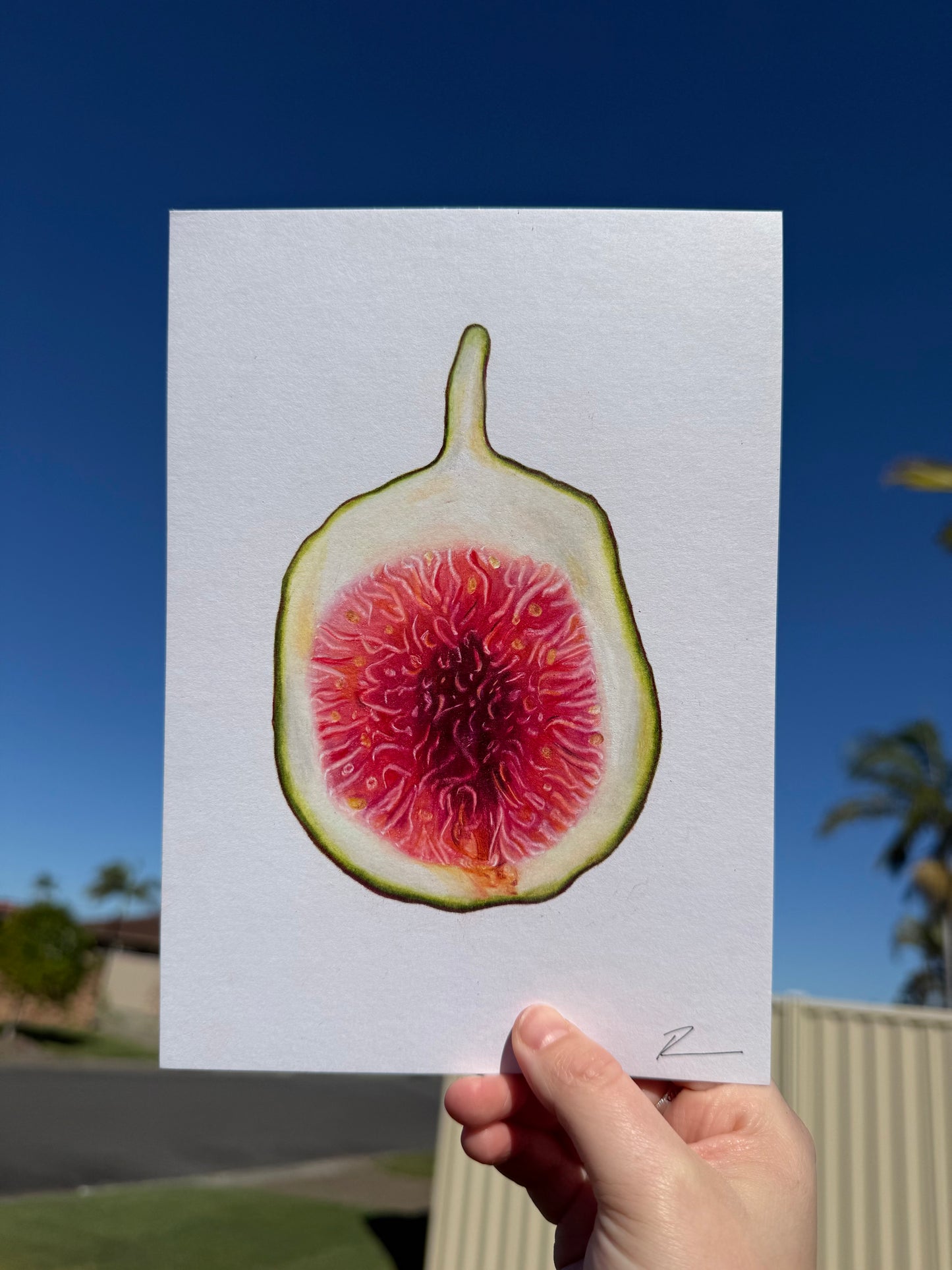 'Ripe' Pencil on Paper -ORIGINAL